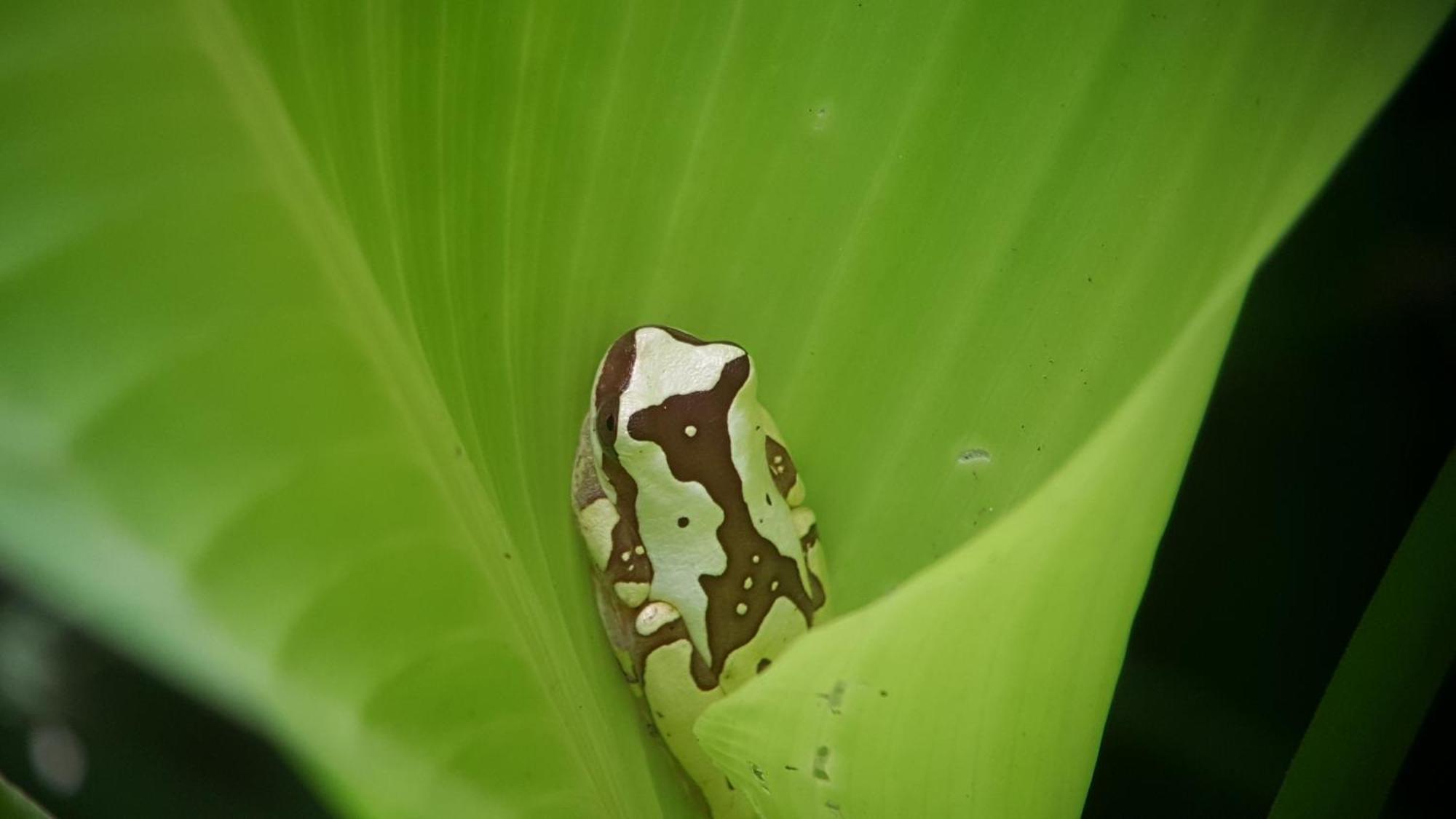 Hotel La Mariposa Manuel Antonio Eksteriør bilde