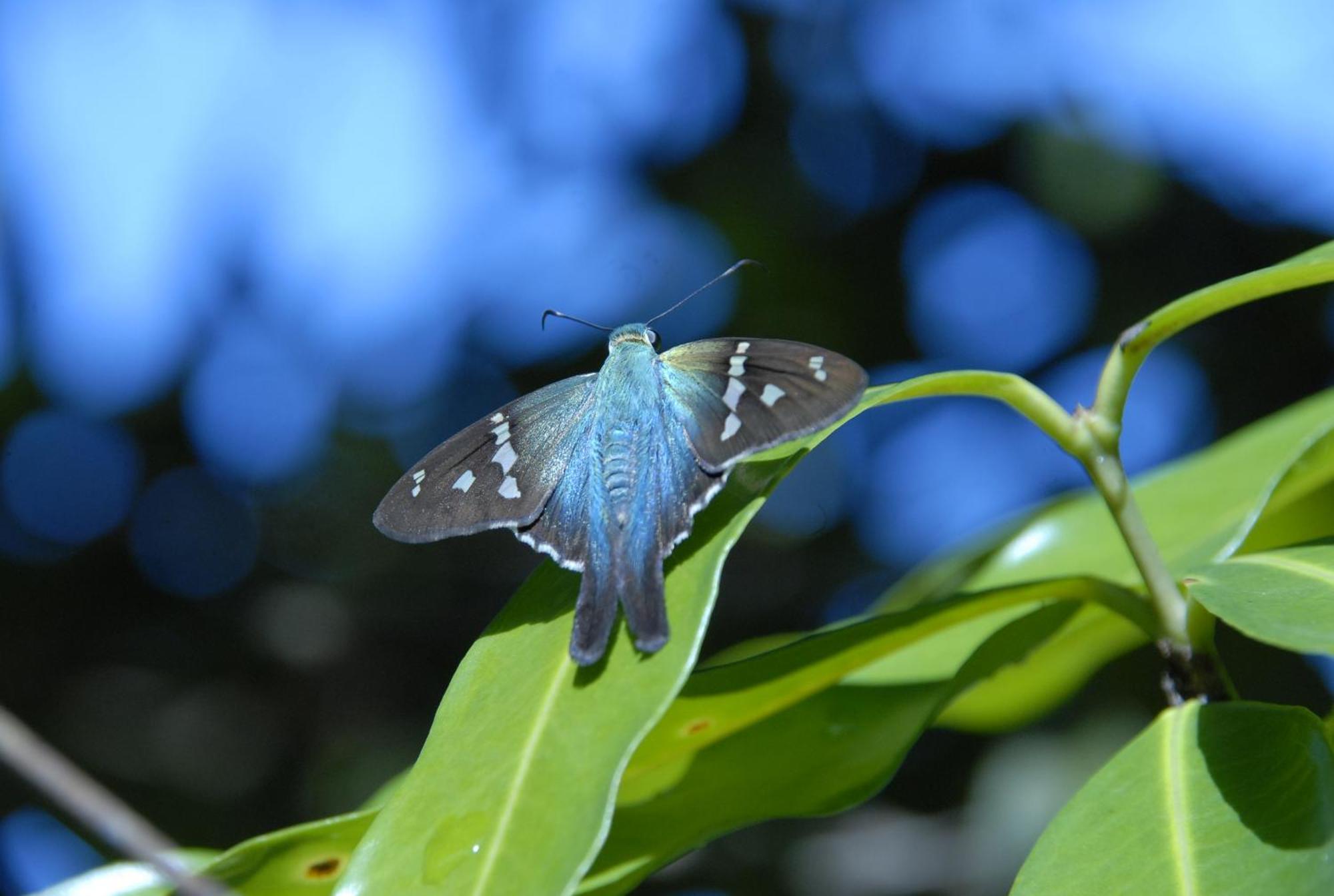 Hotel La Mariposa Manuel Antonio Eksteriør bilde