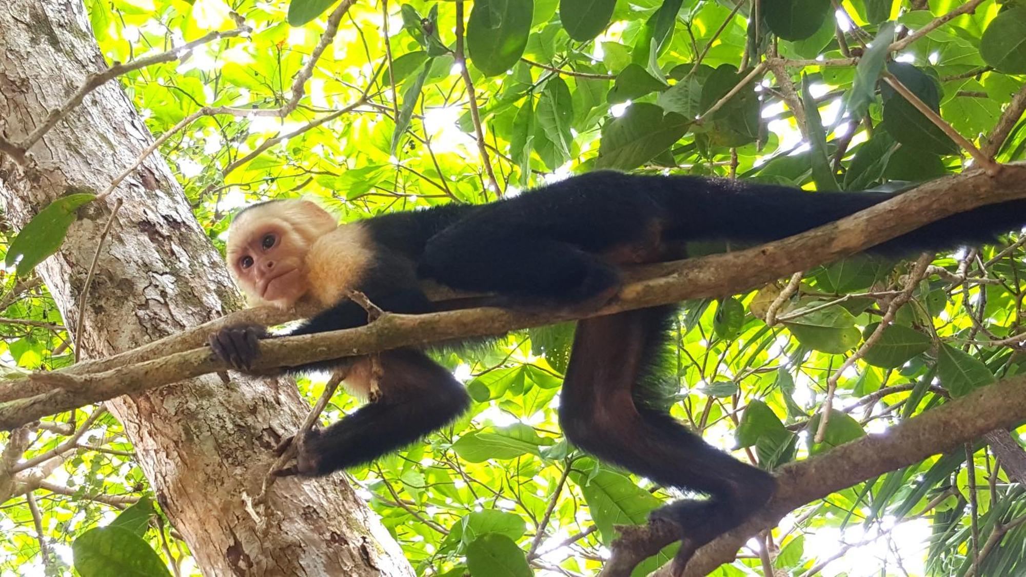 Hotel La Mariposa Manuel Antonio Eksteriør bilde